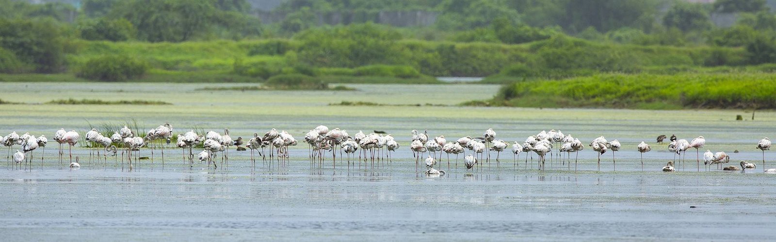 पाणजे-डोंगरी पाणथळ भाग